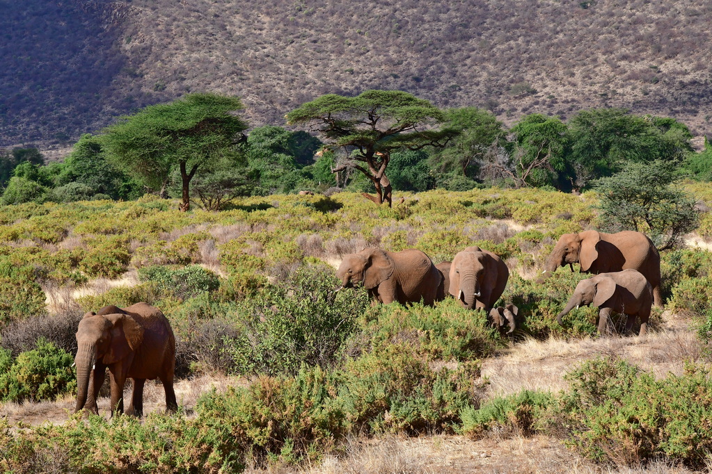 Buffalo Springs Nat. Reserve